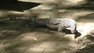 Lunch with the Lizards of Australia As I was eating my ham and Swiss sandwich at the five-star Kewarra Beach Resort’s open-air restaurant, one of the “regulars” slowly sauntered in. The waitresses on duty didn’t seem...