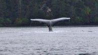 Summer of Humpbacks in Southeast Alaska Share Just as humans do aboard massive cruise ships, humpback whales migrate to Southeastern Alaska’s coastal waters throughout the summer months. From May through September humpbacks feed off Alaska’s nutrient-rich...