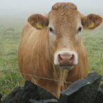 Irish Cow