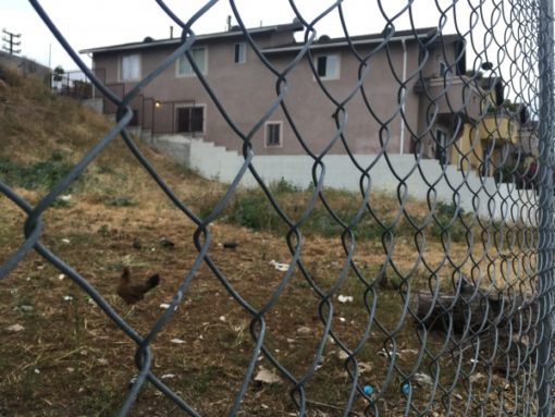 Cypress Park - Chickens in Yard