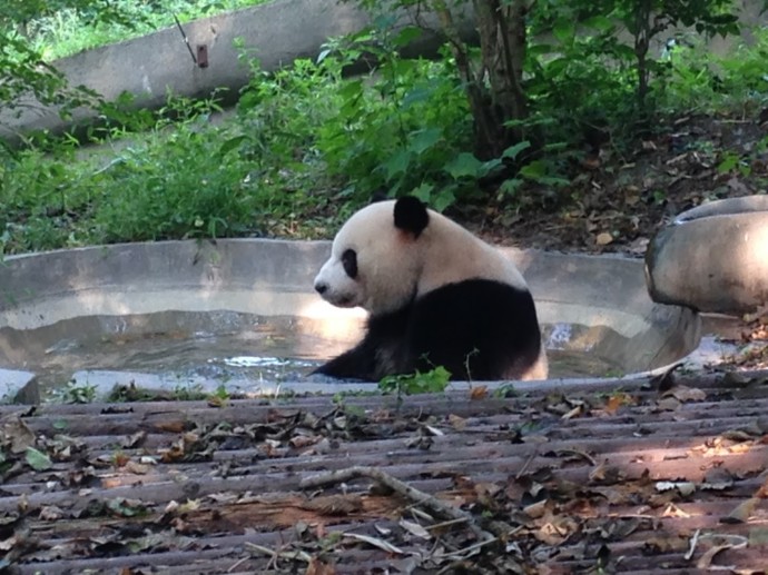 Panda Research Base