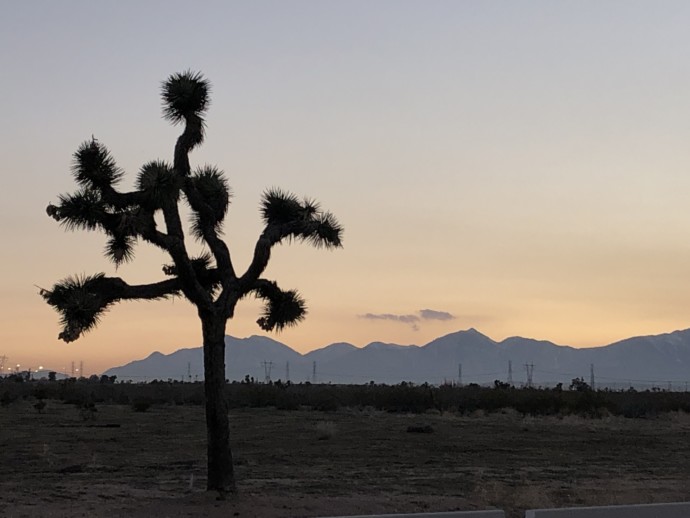 Joshua Tree - High Desert